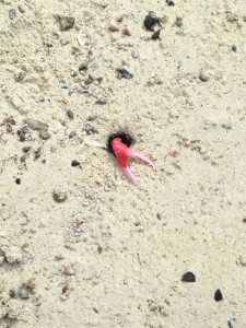 イルデパン島で見つけたカニ
