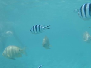 ピッシンヌナチュレル 魚④