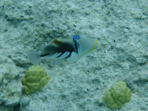 ピッシンヌナチュレル 魚⑥