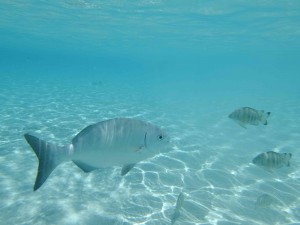 ピッシンヌナチュレル 魚①