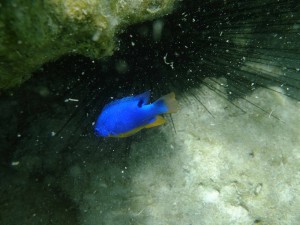 ピッシンヌナチュレル 魚⑦